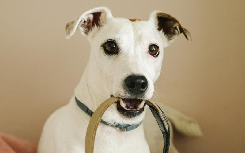 a dog with a leash